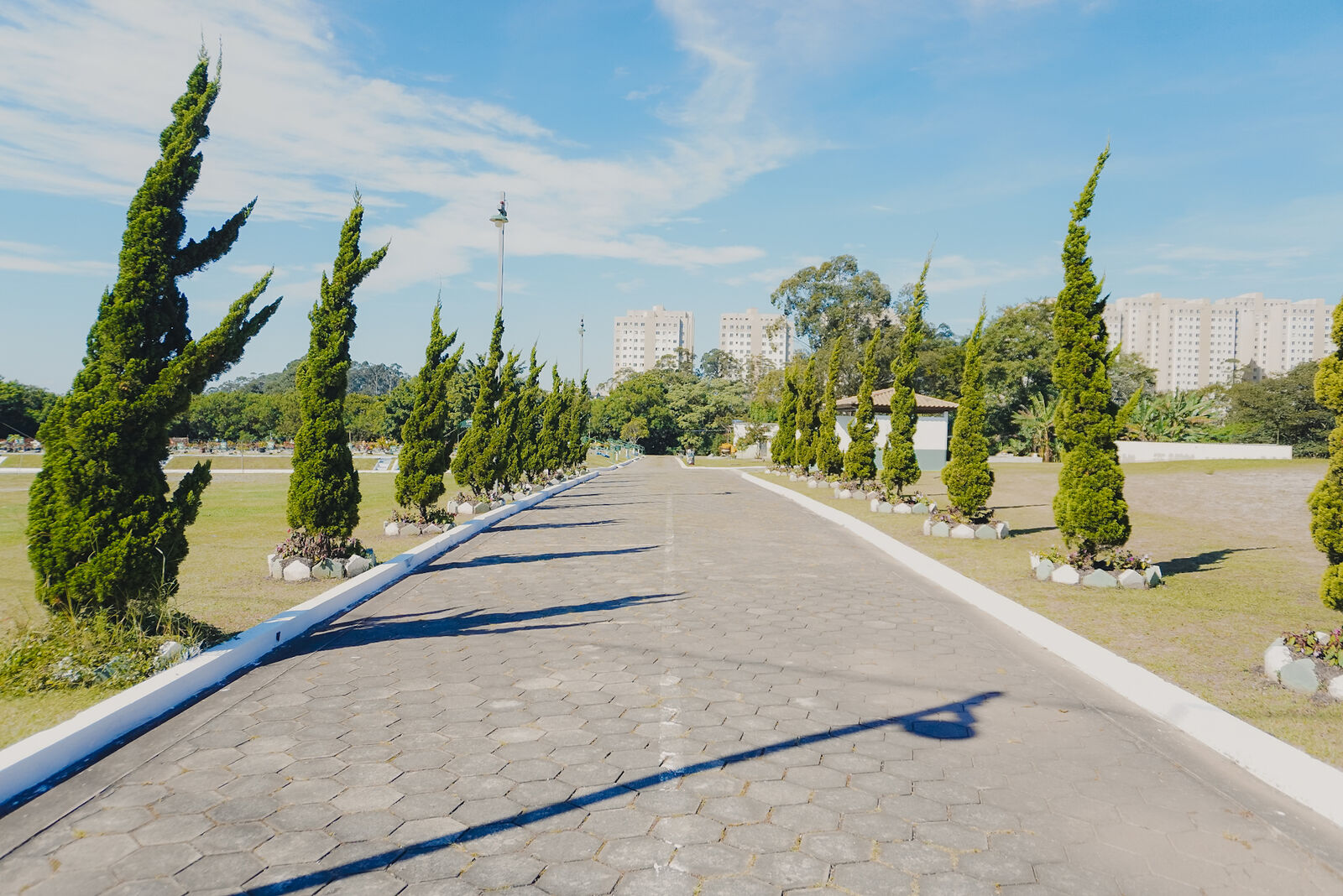 Alameda de ciprestes