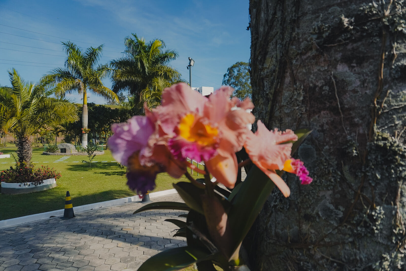 Orquídea em tronco de palmeira